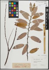 Foto von Salix pedicellata Desf.